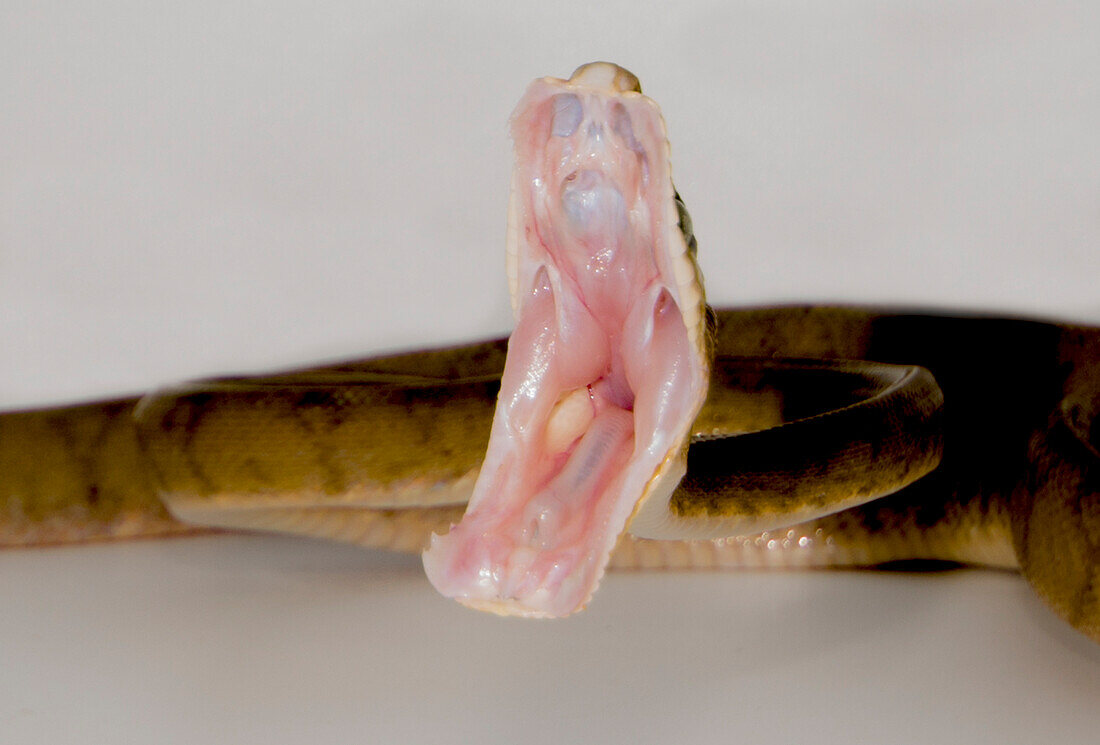 Amazon Treeboa (Corallus hortulanus)