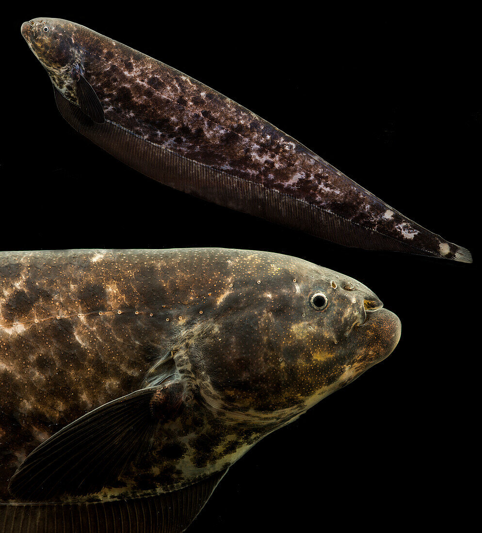 Knifefish (Adontosternarchus sacshsi)