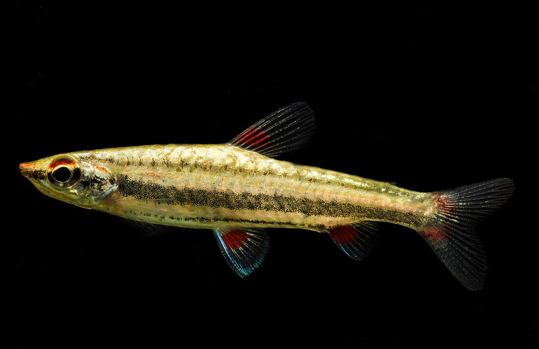 Three-lined Pencilfish (Nannostomus trifasciatus)