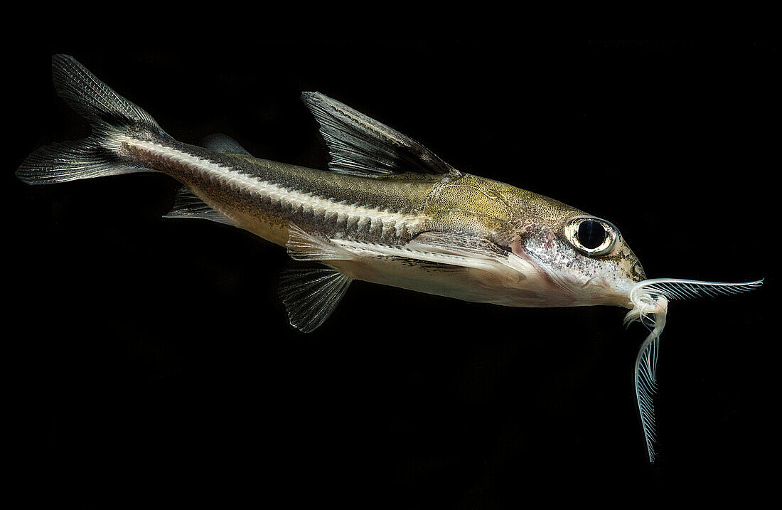 Thorny Catfish (Nemadoras trimaculatus)