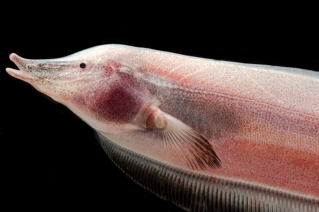 Knifefish (Sternarchorhamphus muelleri)