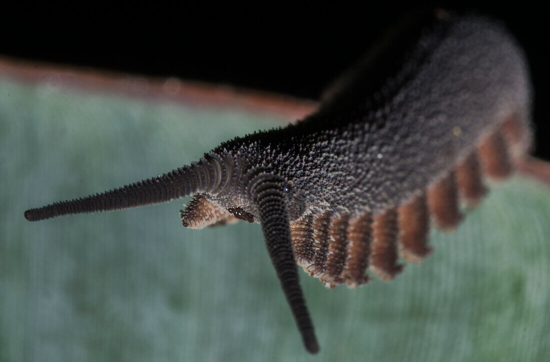 Amazon Collared Velvet Worm, casually called peripatus, (Oroperipatus sp.)