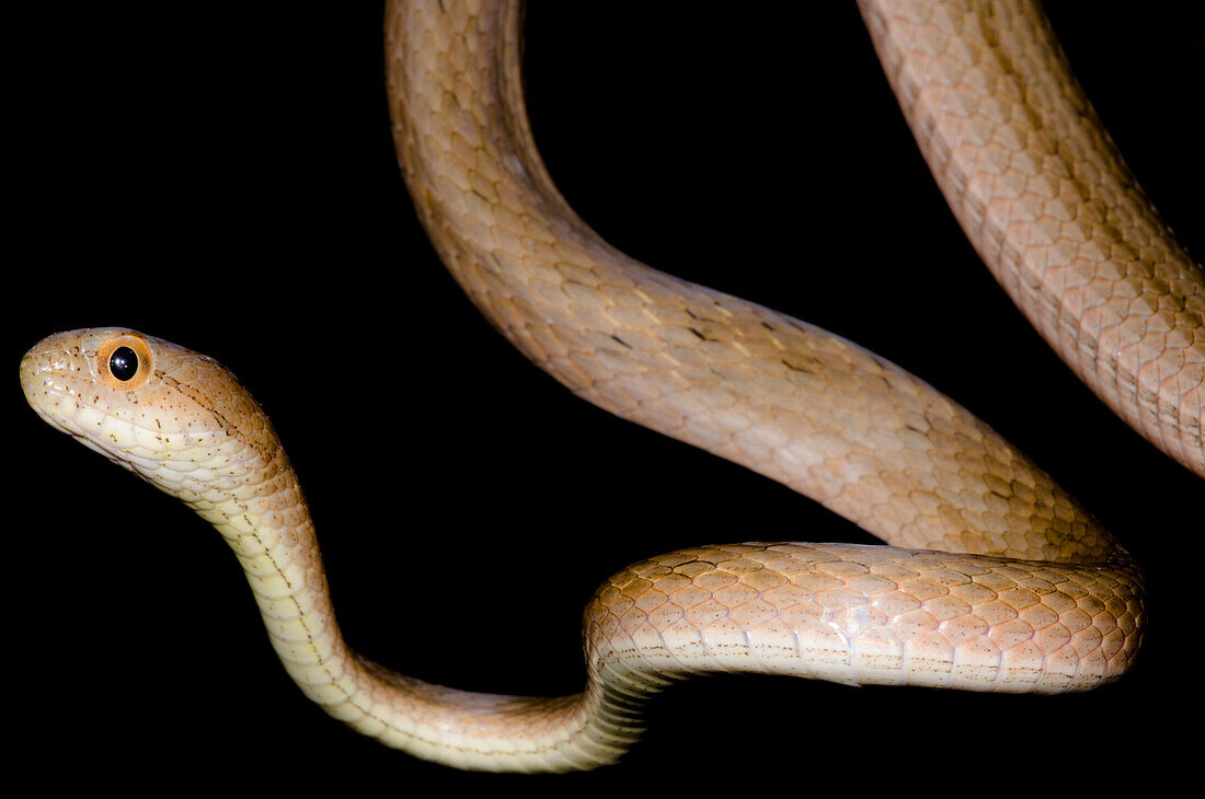 Amazon Coastal House Snake (Thamnodynastes pallidus)
