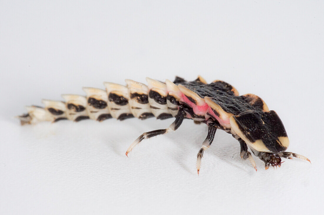 Chilean Firefly Larva