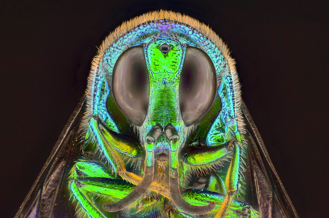 Portrait of a cuckoo wasp Chrysis sp