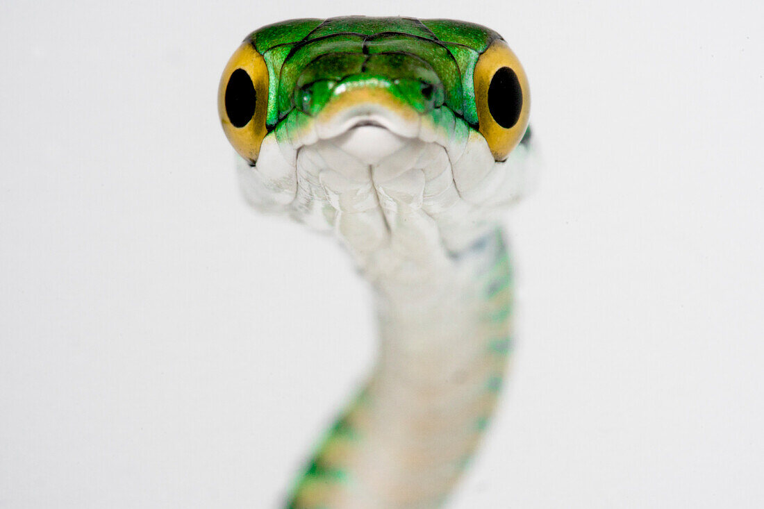 Black-skinned Parrot Snake (Leptophis ahaetulla nigromarginata)