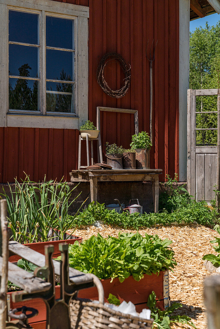 Vegetable garden with wood chip paths outside wooden house