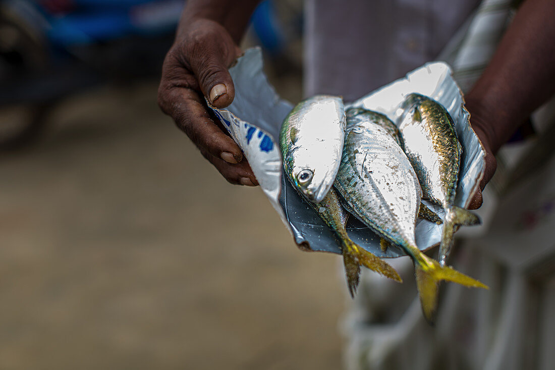 Frische Fische (Kerala, Indien)