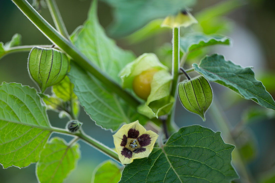 Physalis an der Pflanze mit Blüte