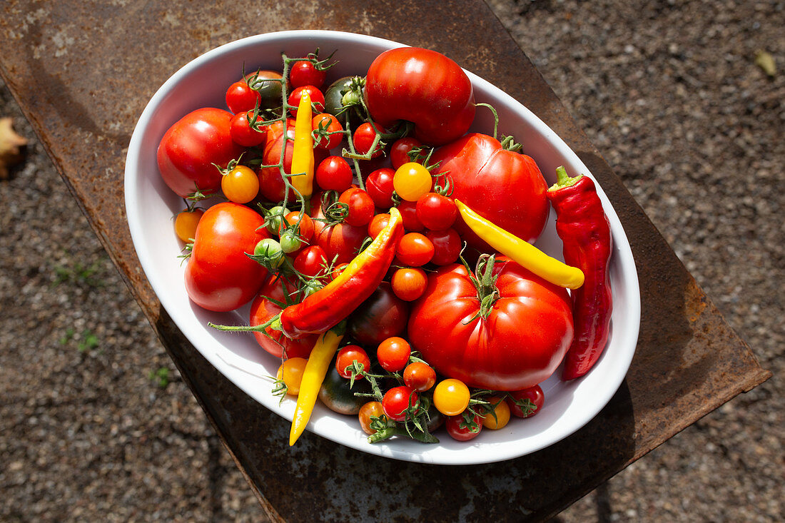 A selection of garden tomatoes