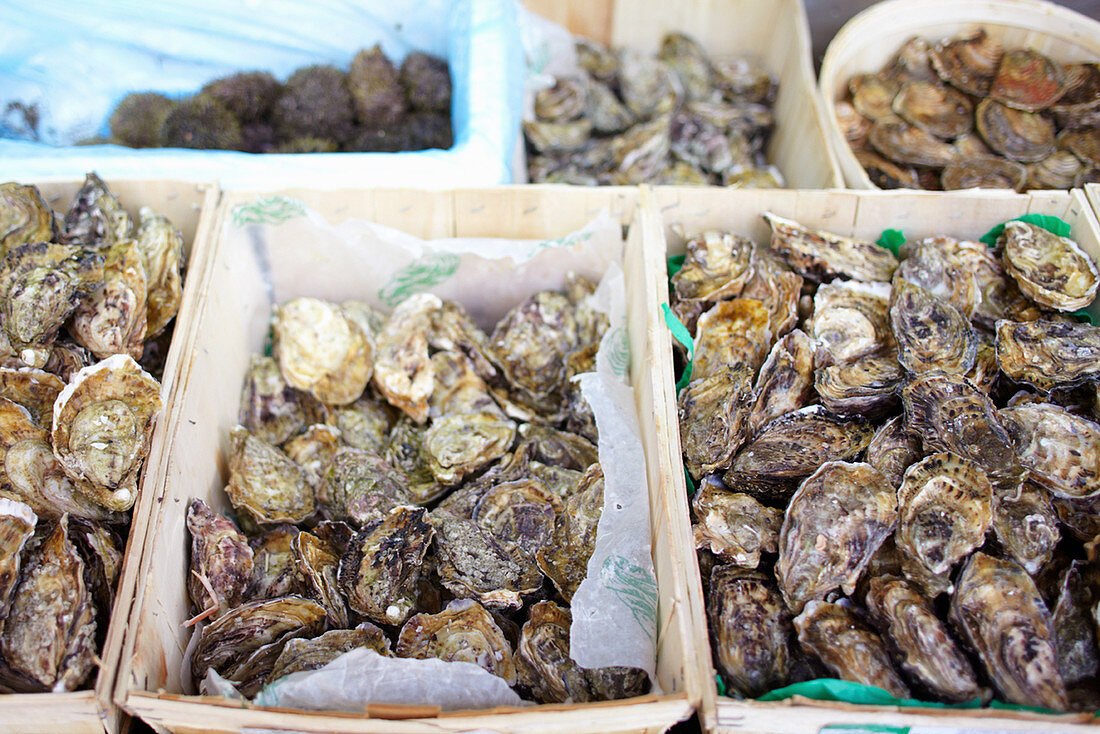 A selection of oysters at a market