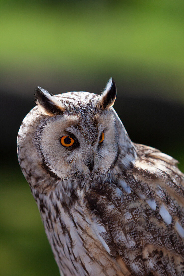 Long-eared Owl