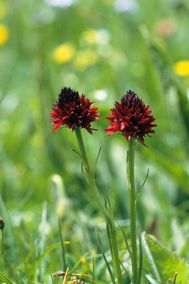 Schwarzes Kohlröschen, heimische Orchidee