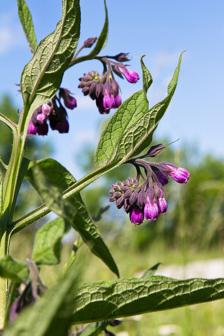 Blooming comfrey at the natural site