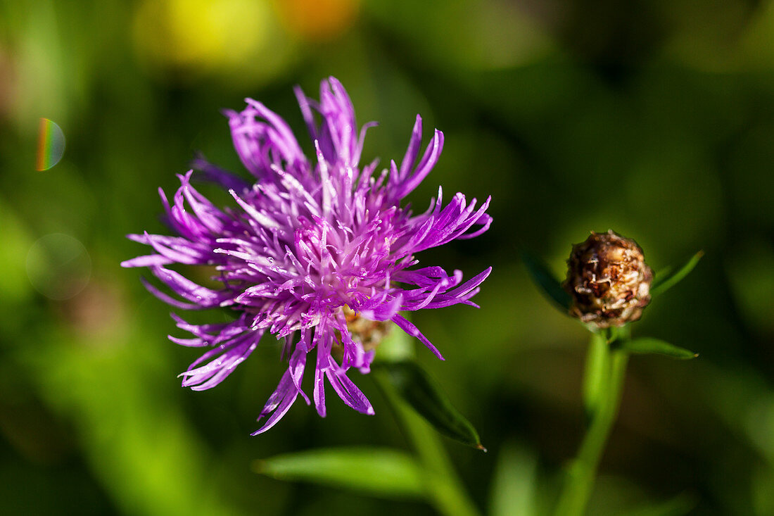 Gemeine Flockenblume, Wiesenflockenblume, Blüte und Knospe