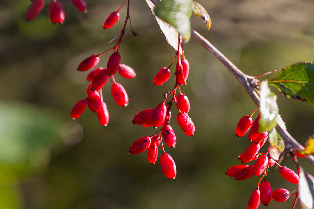 Barberry red berries