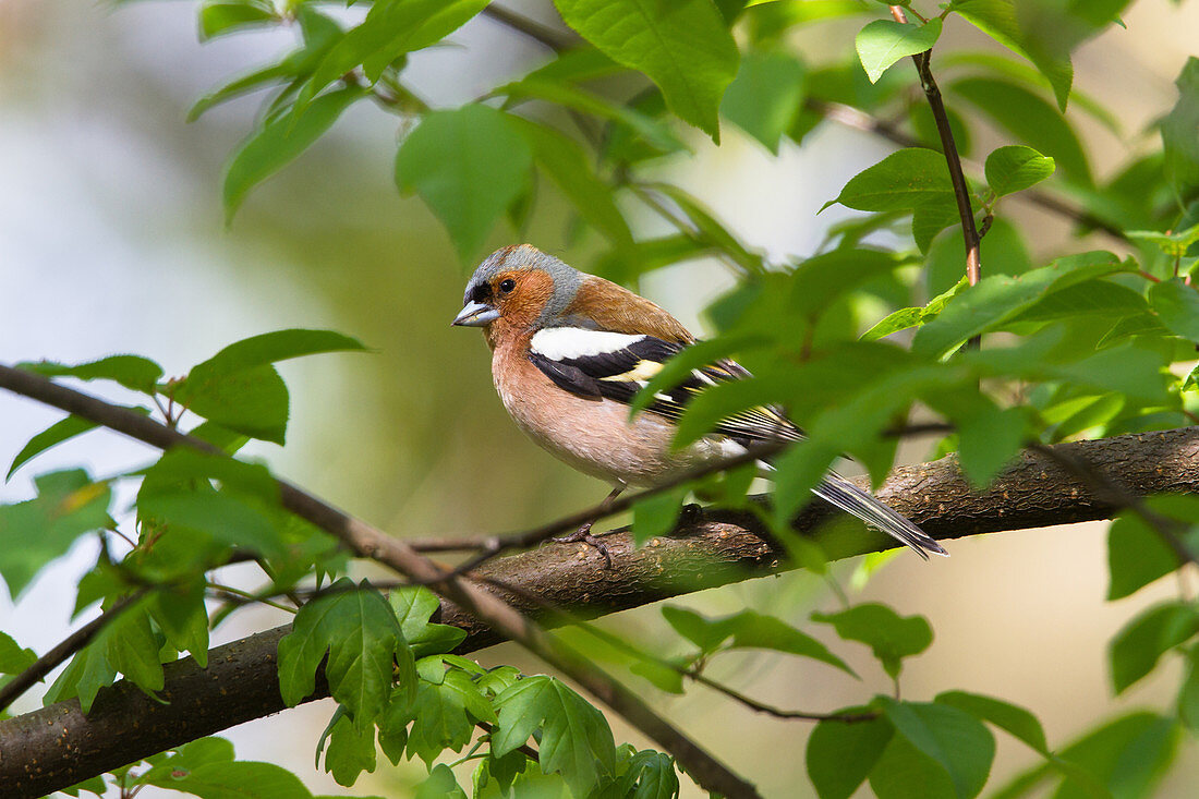 Male chaffinch in the branches