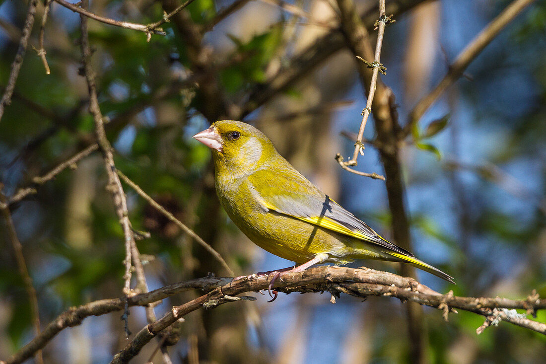 Male Greenfinch on a branch