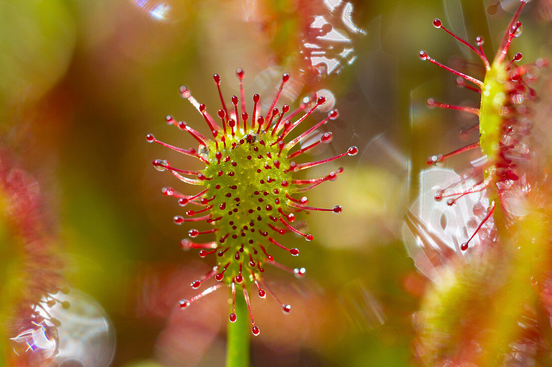 Sundew with glue glands