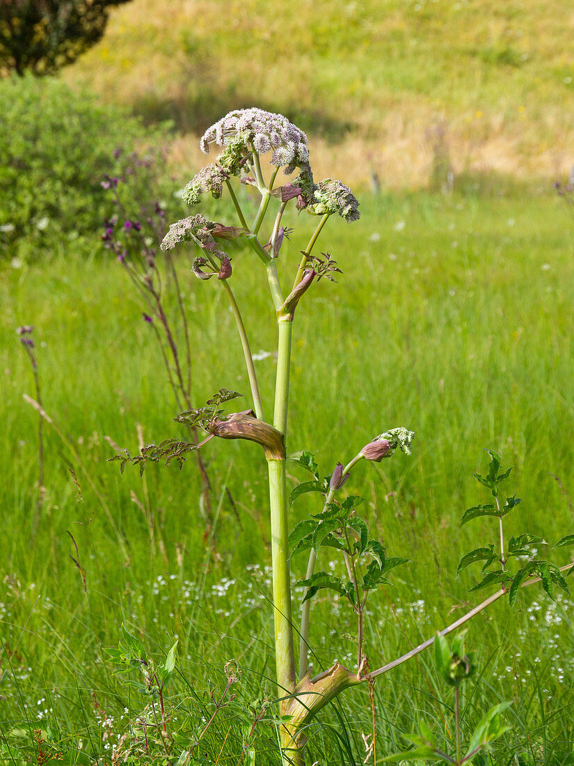 Wald-Engelwurz, Wald-Brustwurz in der Wiese