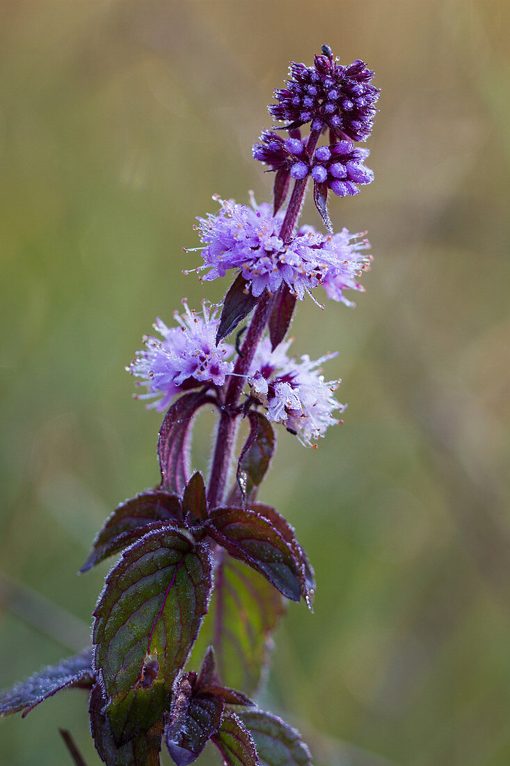 Blooming water mint