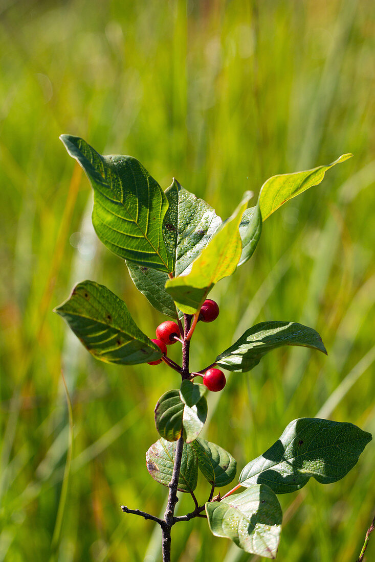 Buckthorn with unripe berries
