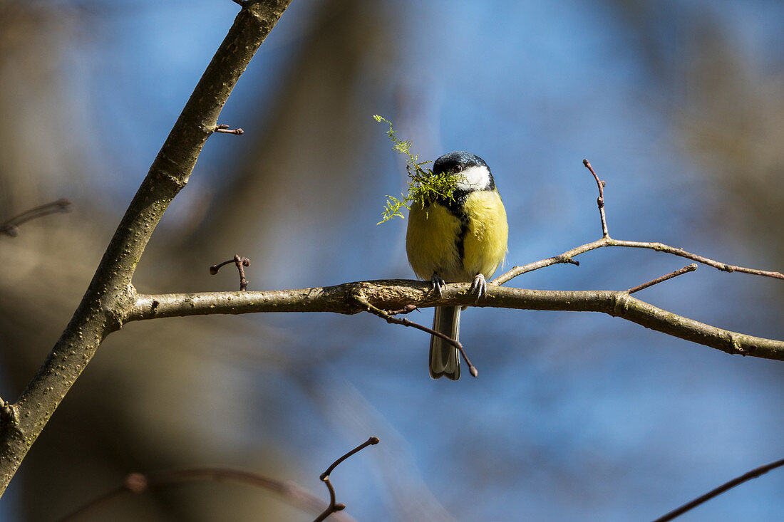 Great tit with nesting material in spring