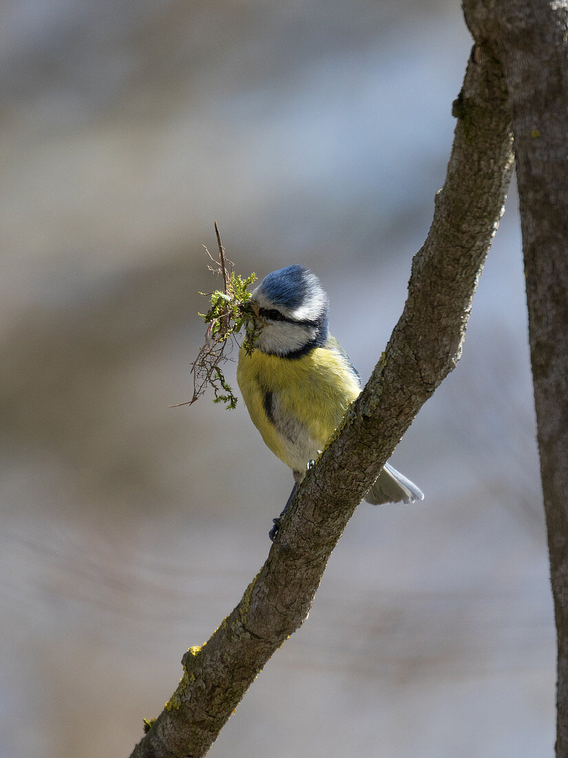 Blue tit with nesting material