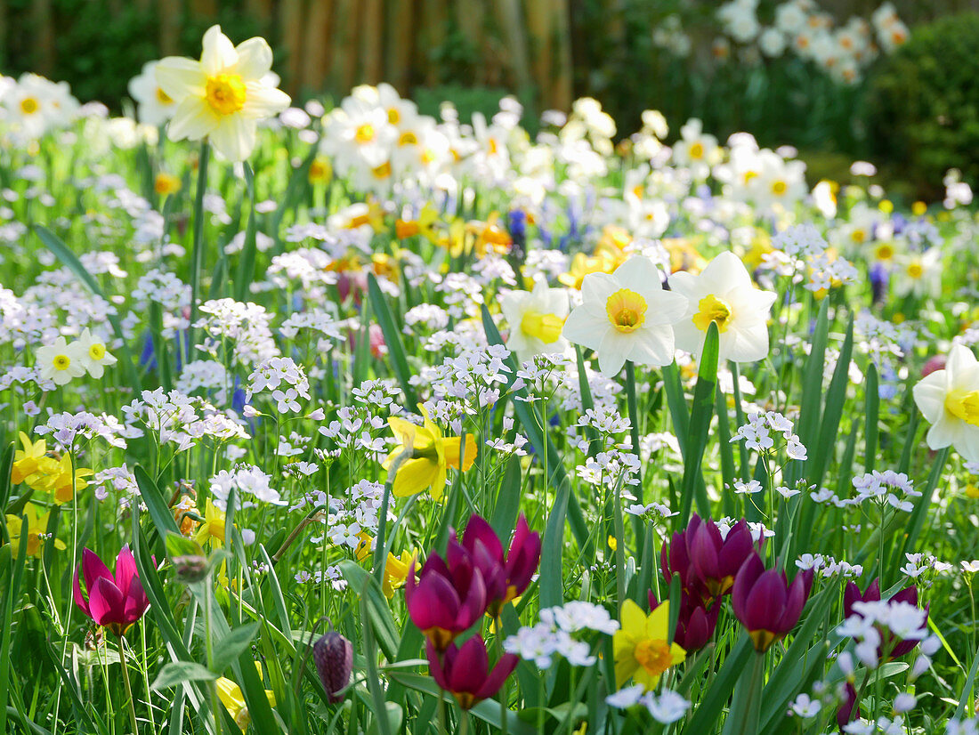 Wild tulips, lady's smock and narcissus in field of flowers in spring