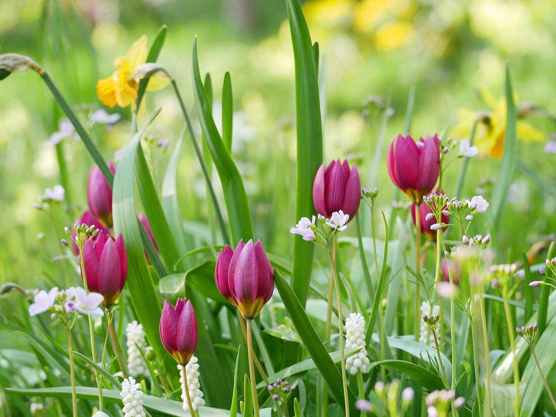 Blumenwiese im Frühling mit Wildtulpen, Traubenhyazinthen, Narzissen und Wiesenschaumkraut
