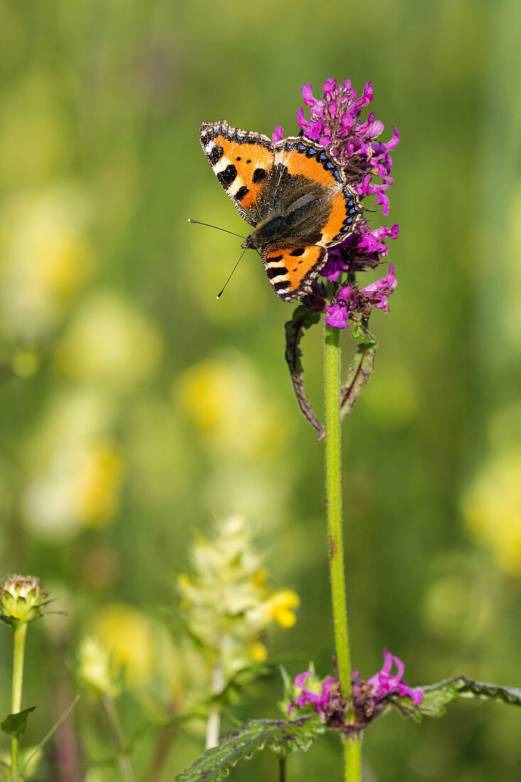 Little fox butterfly on blossom from a Common hedgenettle