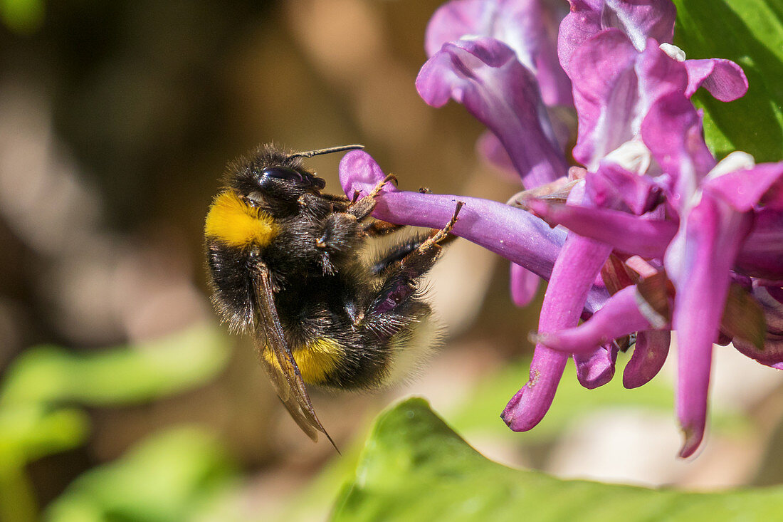 Erdhummel am Lerchensporn