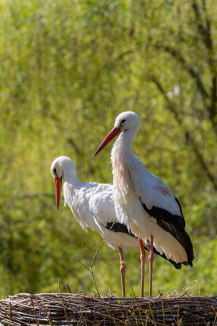 Pair of White storks in a nest