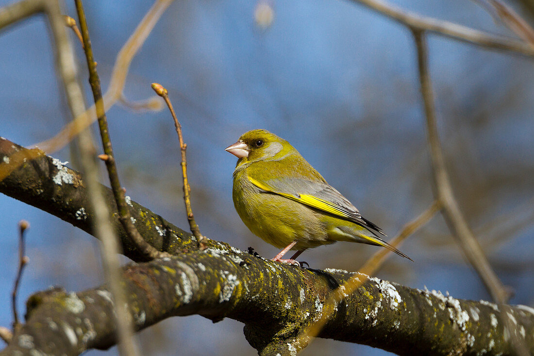 Male Greenfinch, on a branch