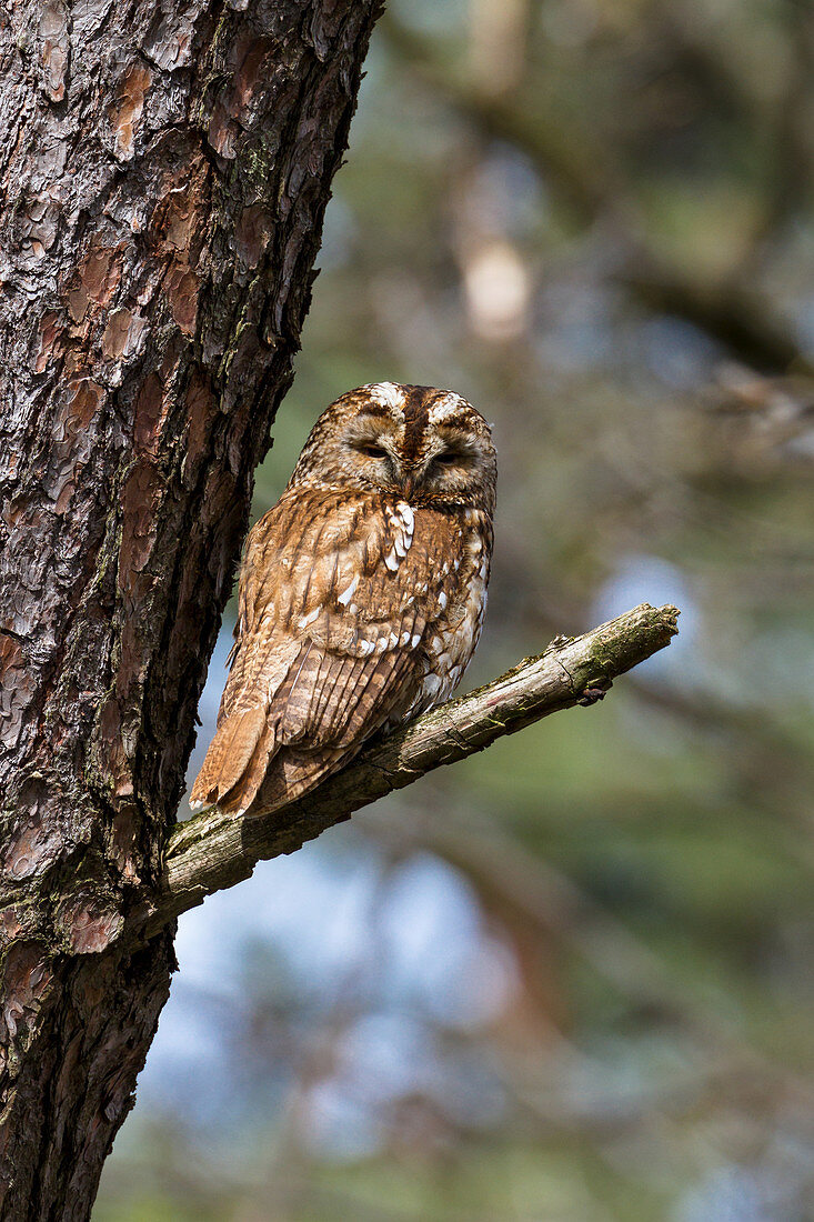 Tawny Owl sits on branch