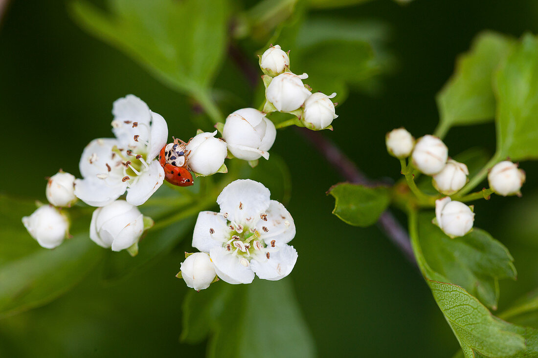 Ladybird on common hawthorn blossom