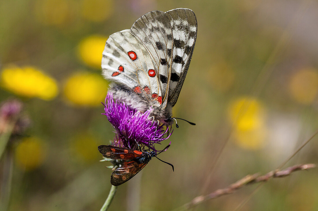 Apollo butterfly and Burnet moths on meadow knapweed