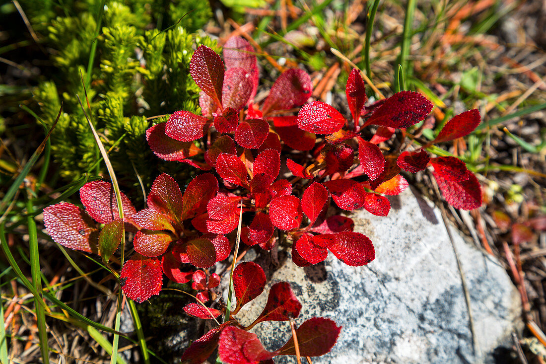 Alpen-Bärentraube in Herbstfarben