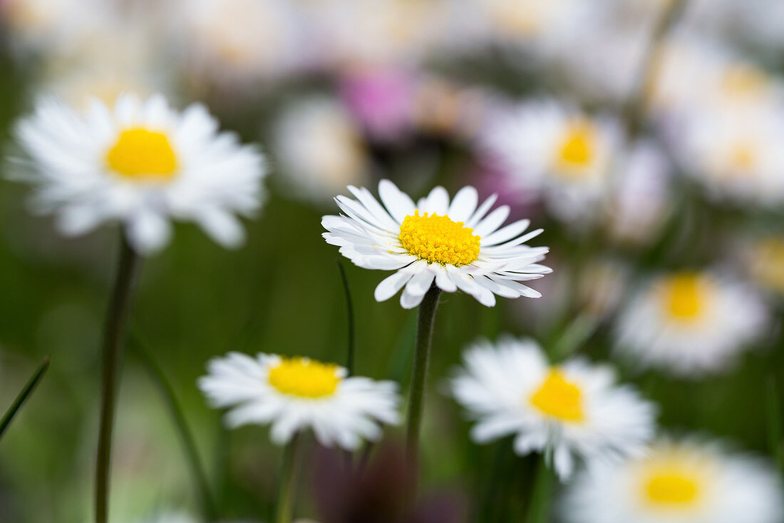 Daisies