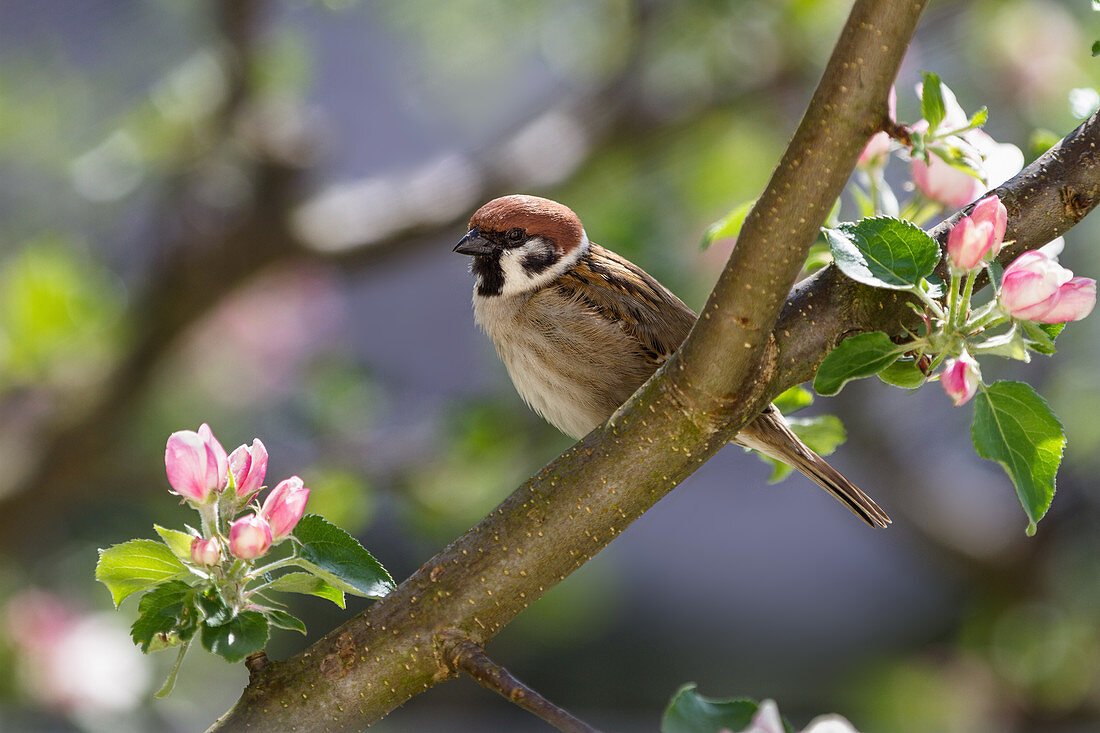 Tree sparrow in apple tree