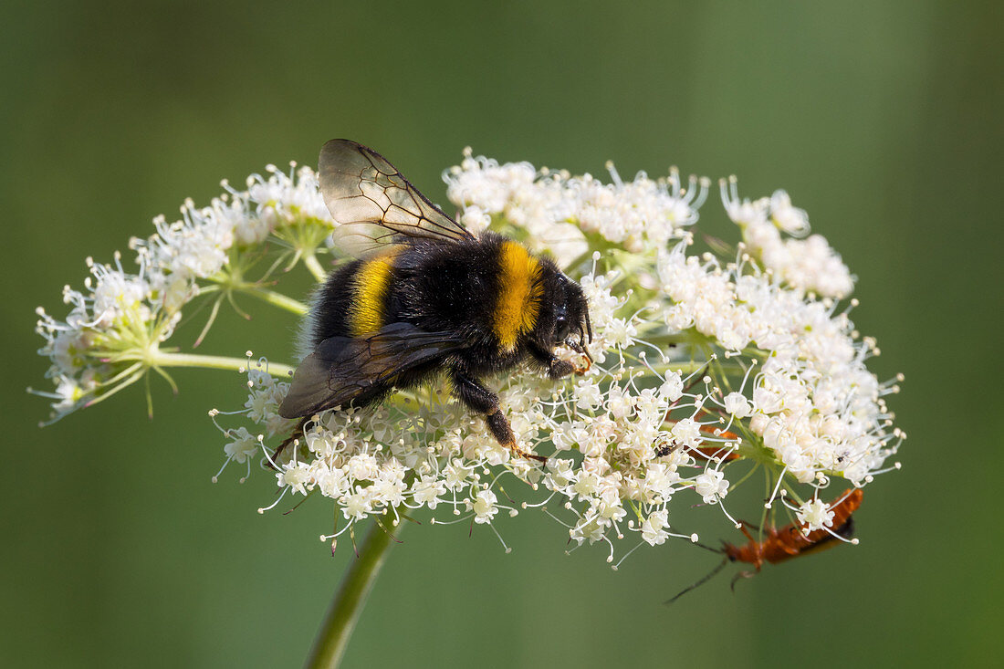 Bumblebee and beetle on flower