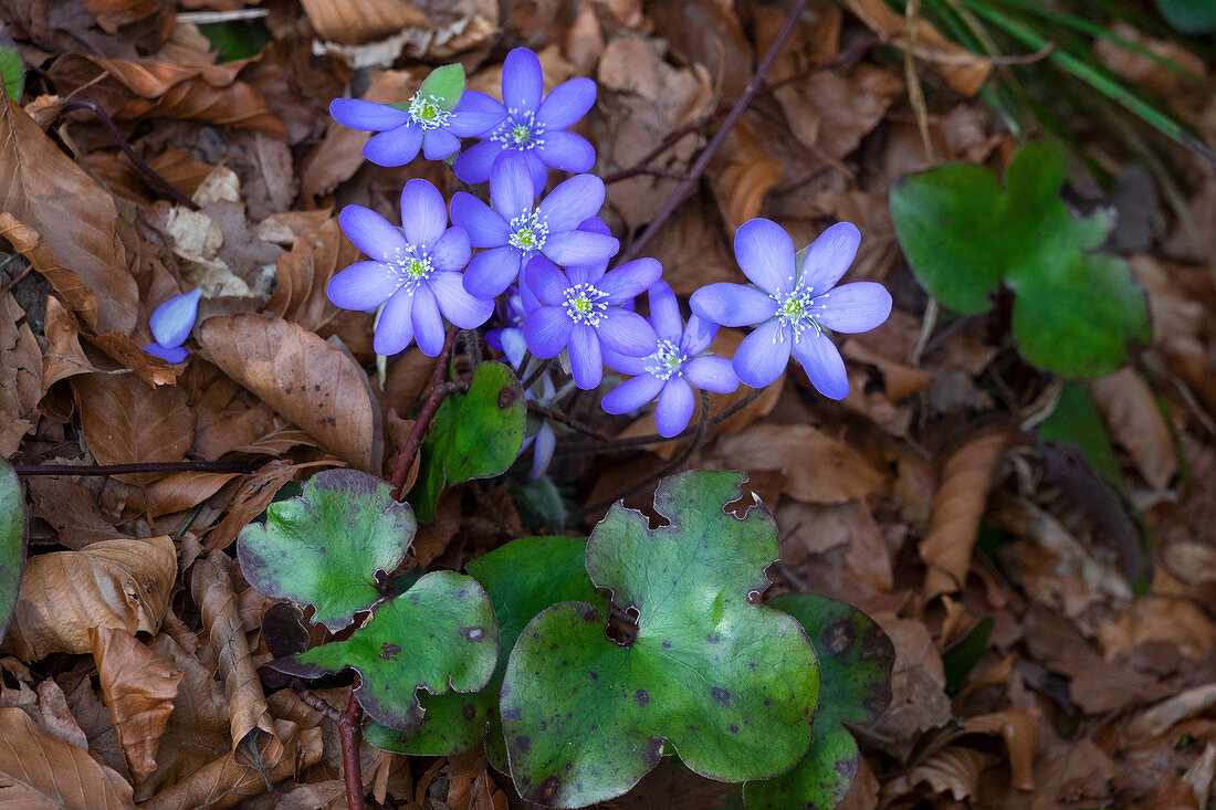 Hepatica found in nature