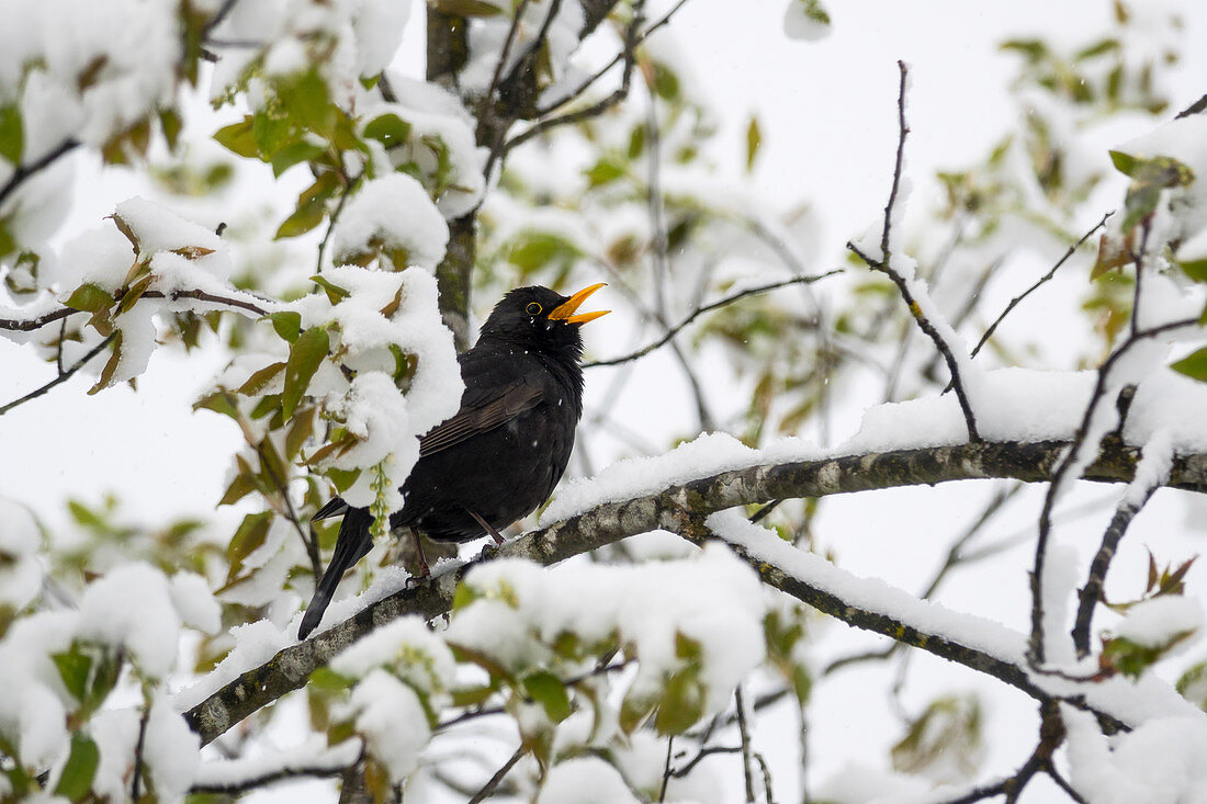 Blackbird male singing in the snow