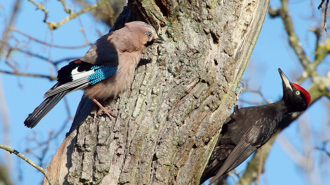 Schwarzspecht und Eichelhäher am Baum