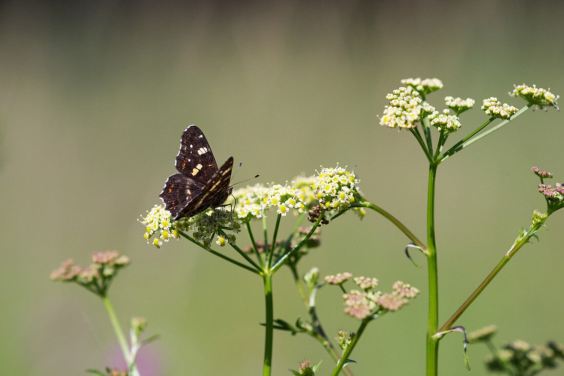 Map butterfly on valerian flower