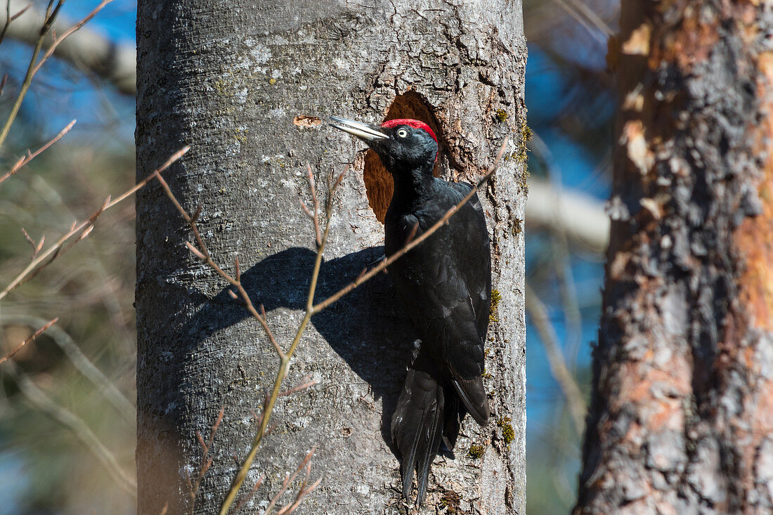 Black male woodpecker at a tree hole