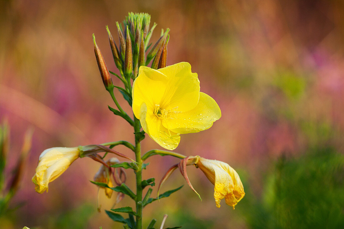 Inflorescence of the evening primrose with flower and buds
