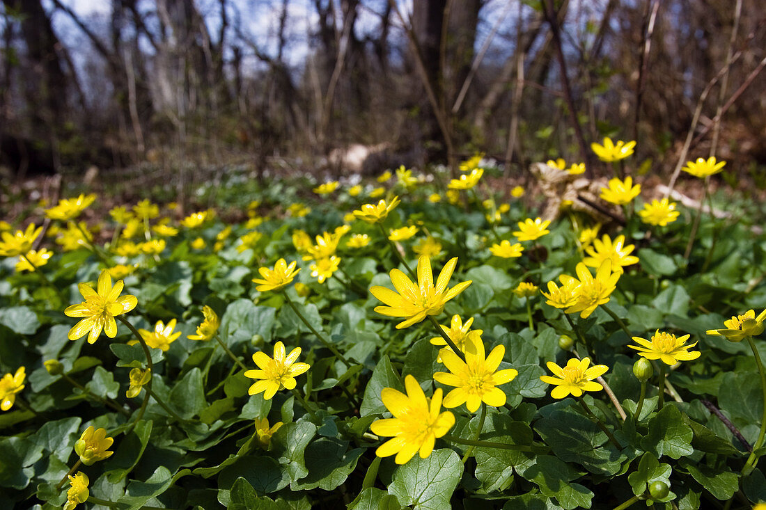 Blooming celandine in the deciduous forest