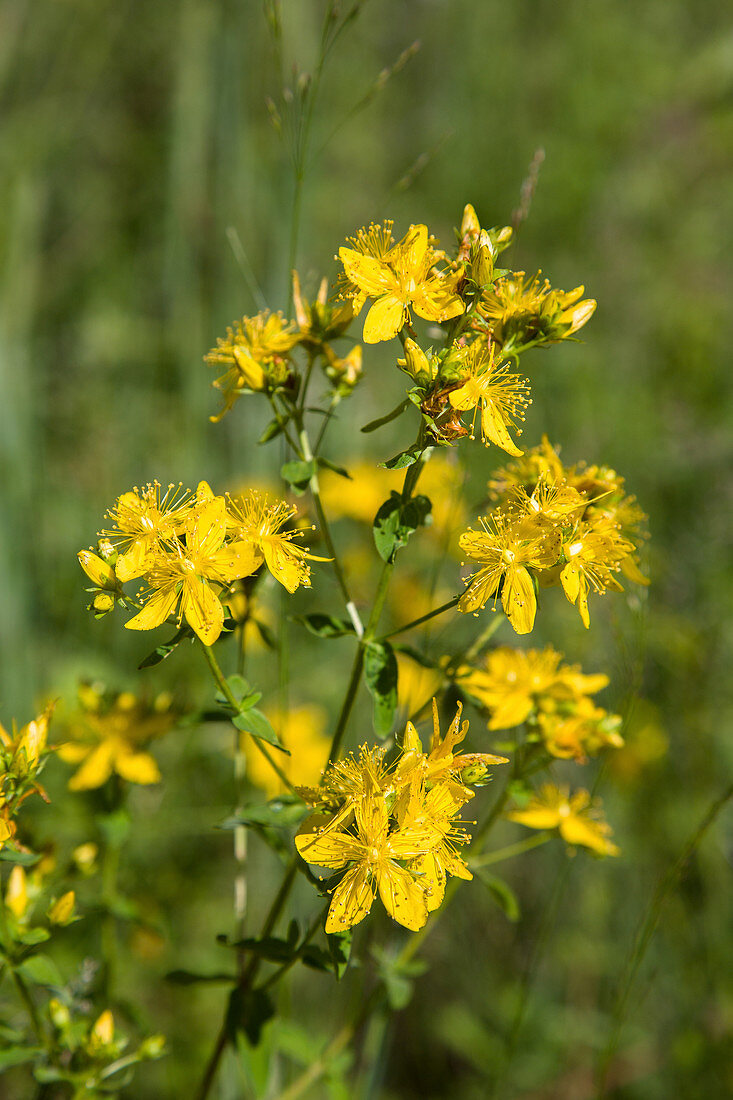 Flowering St. John's wort in nature