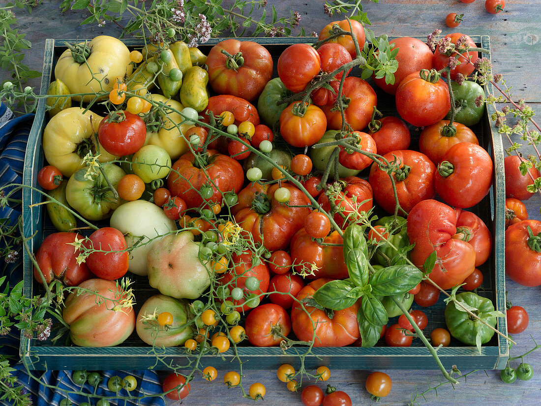 Kiste mit bunten Tomatensorten